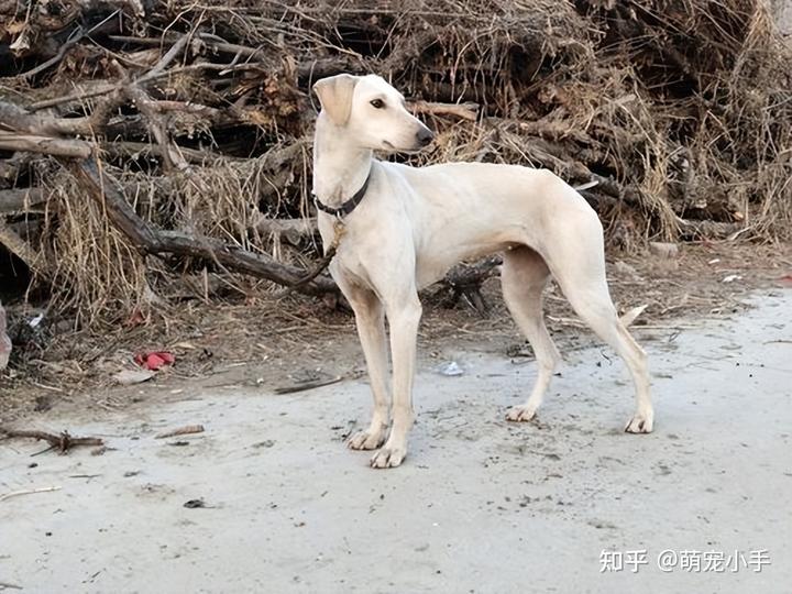 山东细犬 致富经_山东致富网_山东致富经