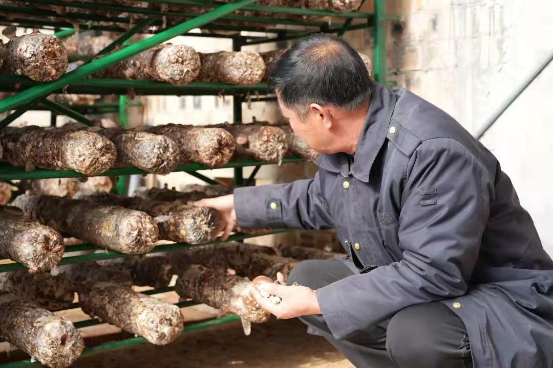 河川乡上黄村：小香菇撑起“致富伞”