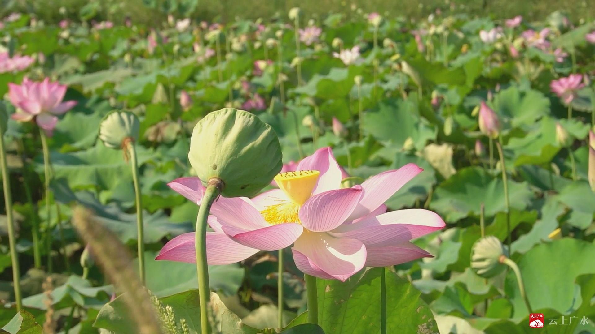 致富香菇大棚图片大全_8亩大棚香菇致富经_致富香菇大棚图片