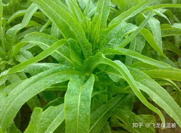 大棚凤梨种植技术_大棚凤梨怎么种植_种植50亩凤梨