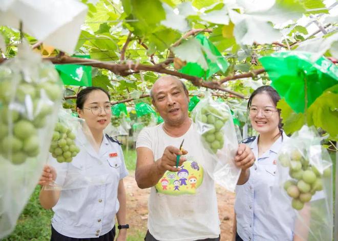 句容税务：精细服务助力葡萄产业结出“致富果”