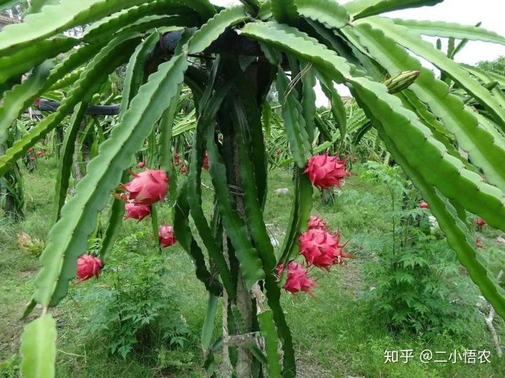 大棚凤梨种植技术_大棚种植凤梨技术视频_大棚凤梨怎么种植