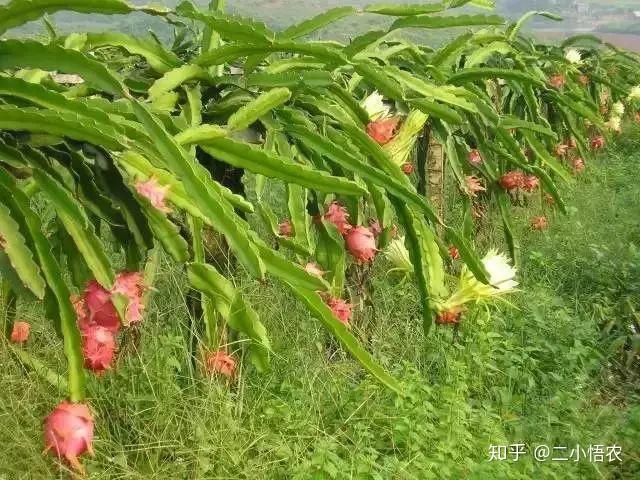 大棚凤梨种植技术_大棚种植凤梨技术视频_大棚凤梨怎么种植