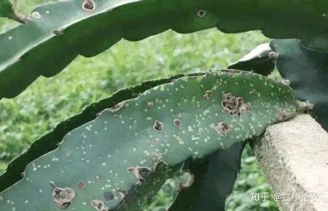 大棚凤梨怎么种植_大棚凤梨种植技术_大棚种植凤梨技术视频