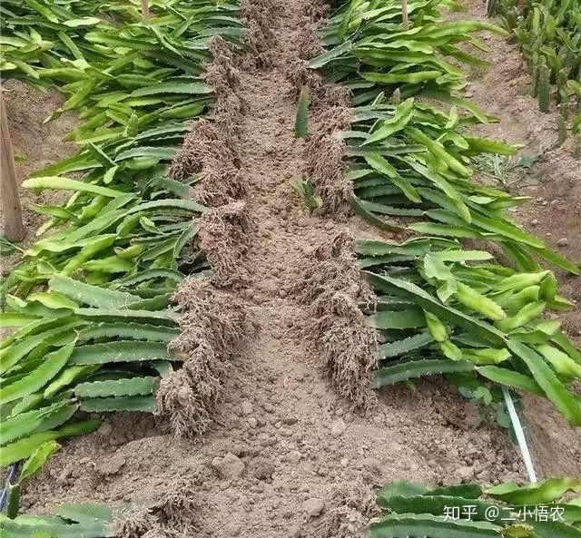 大棚凤梨种植技术_大棚凤梨怎么种植_大棚种植凤梨技术视频