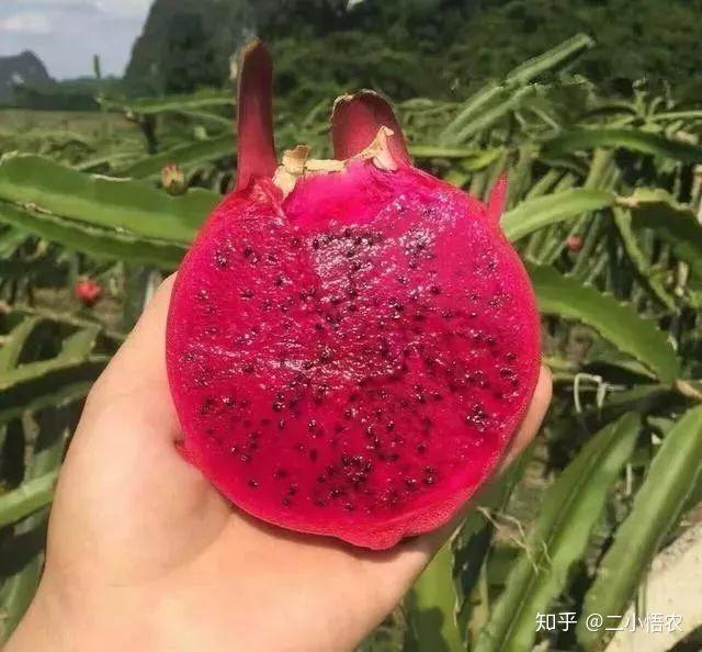 大棚凤梨种植技术_大棚种植凤梨技术视频_大棚凤梨怎么种植