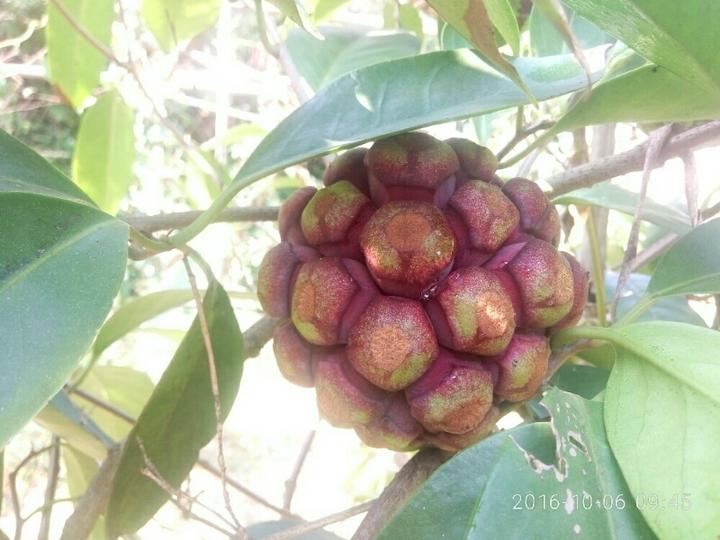 视频野生木耳种植技术教程_野生木耳种植技术视频_野生木耳怎么养殖