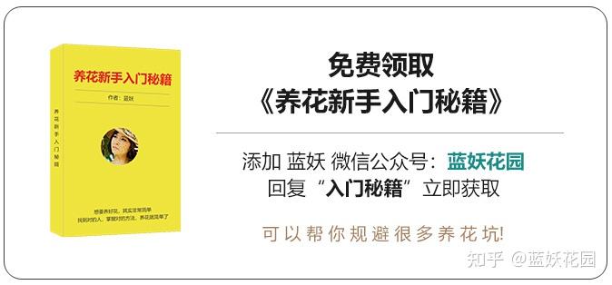 球兰养殖技术_养殖技术球兰图片_球兰养殖