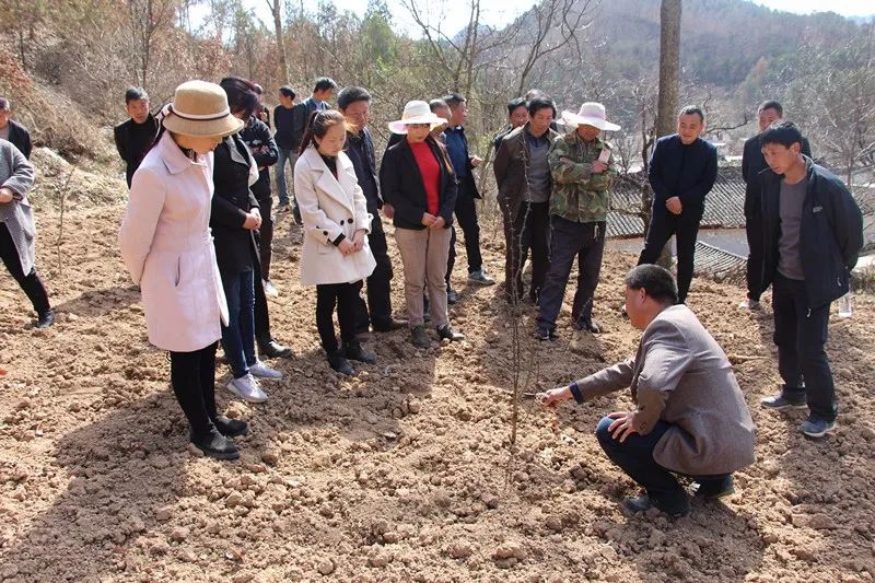 种植榆树有什么好处_榆树种植致富_致富种植榆树怎么样