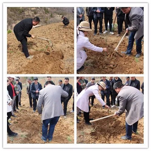 种植榆树有什么好处_榆树种植致富_致富种植榆树怎么样