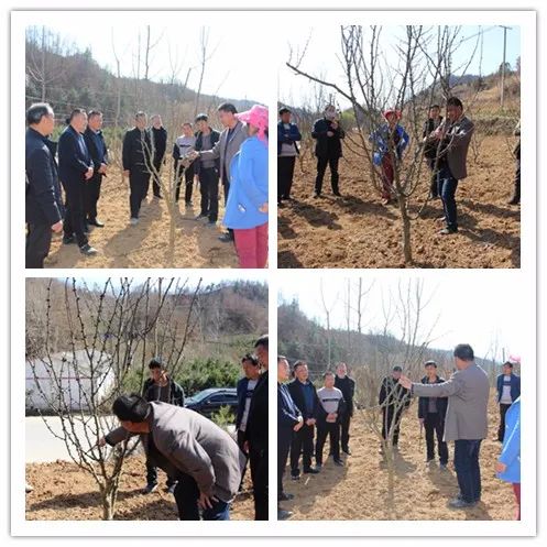 种植榆树有什么好处_致富种植榆树怎么样_榆树种植致富