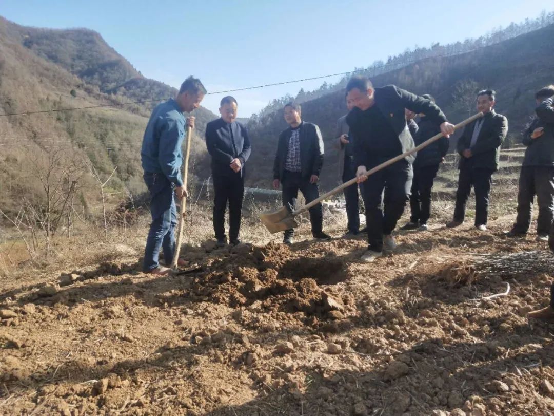 致富种植榆树怎么样_种植榆树有什么好处_榆树种植致富