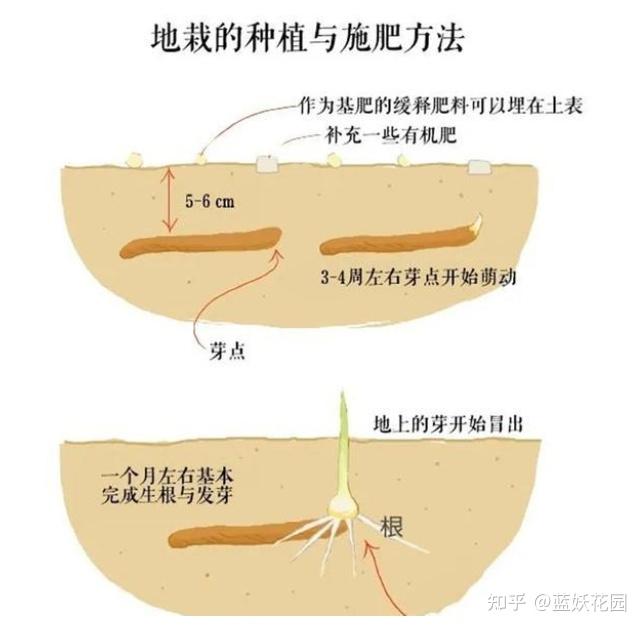 球兰养殖_球兰养殖注意事项_球兰养殖技术