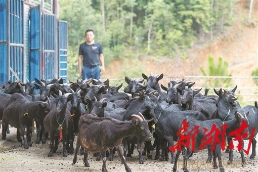 新闻致富山羊养殖视频_养殖山羊致富新闻_致富经山羊养殖技术视频