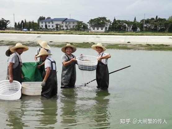 螃蟹养殖生态技术视频_生态养殖螃蟹技术_螃蟹生态养殖模式