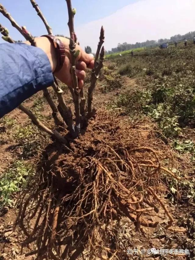 牡丹致富盆栽种植时间_牡丹盆栽养殖_盆栽牡丹种植致富