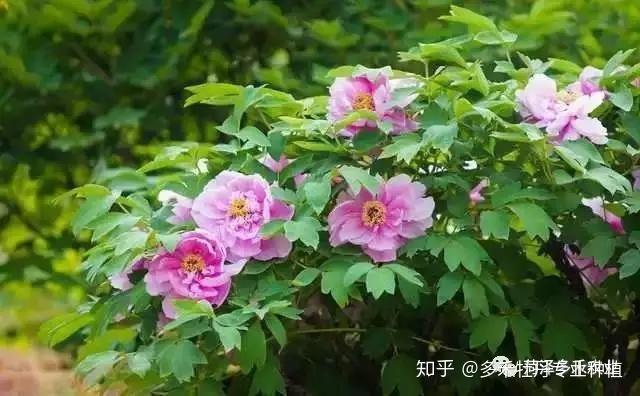 牡丹致富盆栽种植时间_牡丹盆栽养殖_盆栽牡丹种植致富