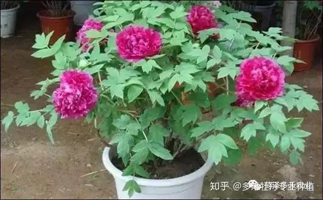 牡丹盆栽养殖_盆栽牡丹种植致富_牡丹致富盆栽种植时间