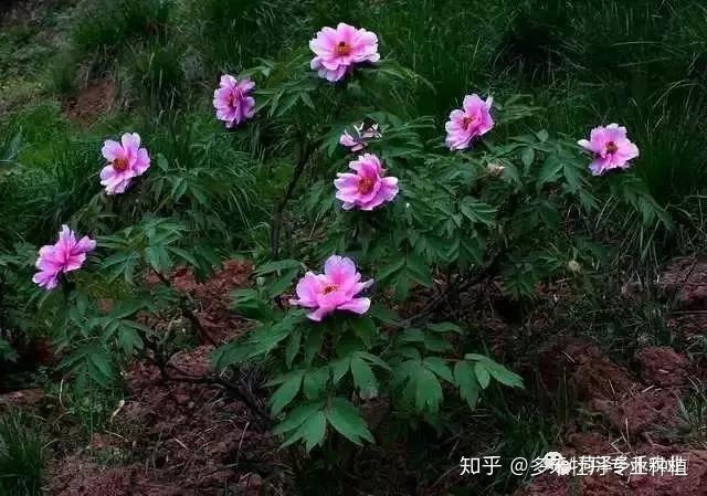 牡丹盆栽养殖_牡丹致富盆栽种植时间_盆栽牡丹种植致富