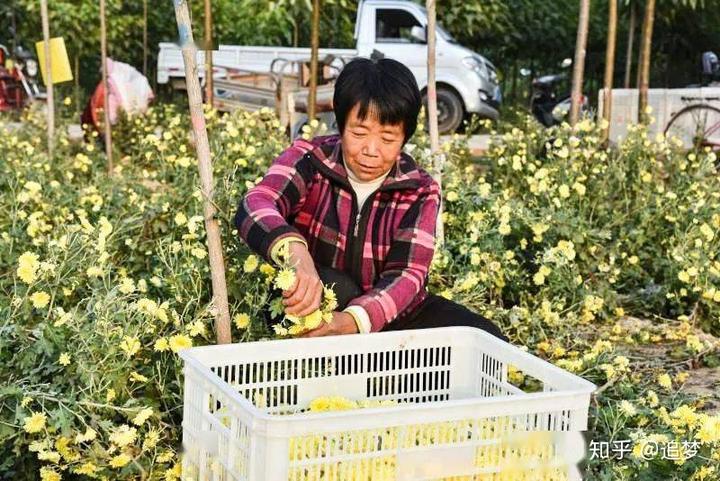 致富经香菜种植视频_致富人物香菜种植简介故事概括_种植香菜致富人物故事简介