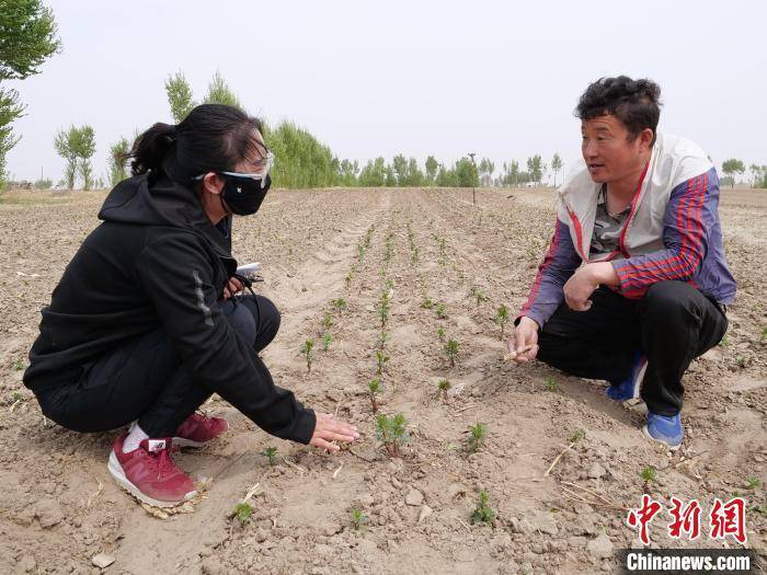 草乌种植前景_湖北草乌种植致富_草乌的种植成本和利润