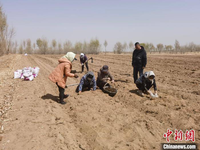 草乌种植前景_草乌的种植成本和利润_湖北草乌种植致富