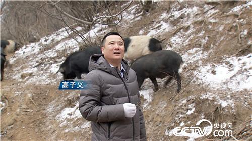 [致富经]倾尽家产 荒山挖洞 他打破魔咒年卖千万元 20190304