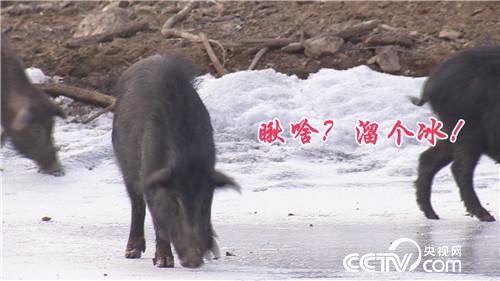 [致富经]倾尽家产 荒山挖洞 他打破魔咒年卖千万元 20190304 