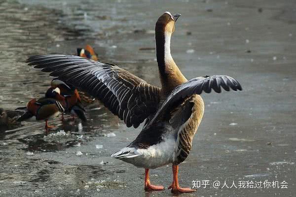 狮头鹅饲养管理技术，狮头鹅养殖技术与注意事项