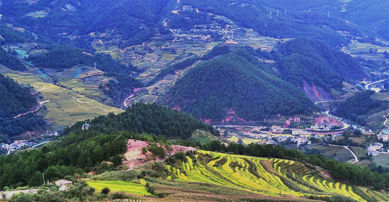 草乌种植基地_湖北草乌种植致富_草乌的种植成本和利润