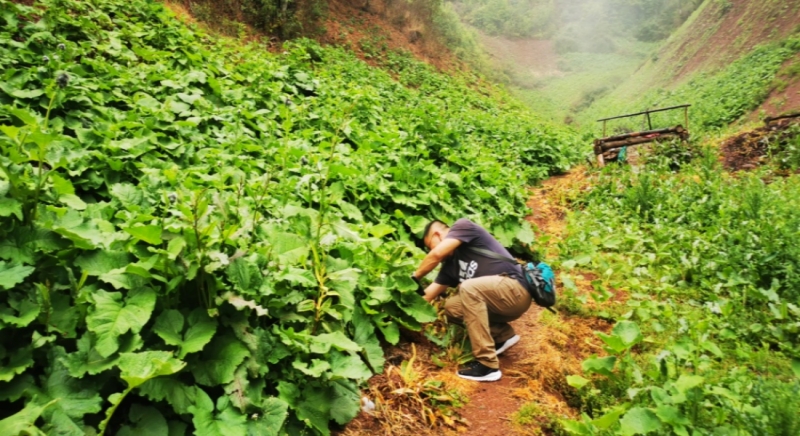 湖北草乌种植致富_草乌种植基地_草乌的种植成本和利润