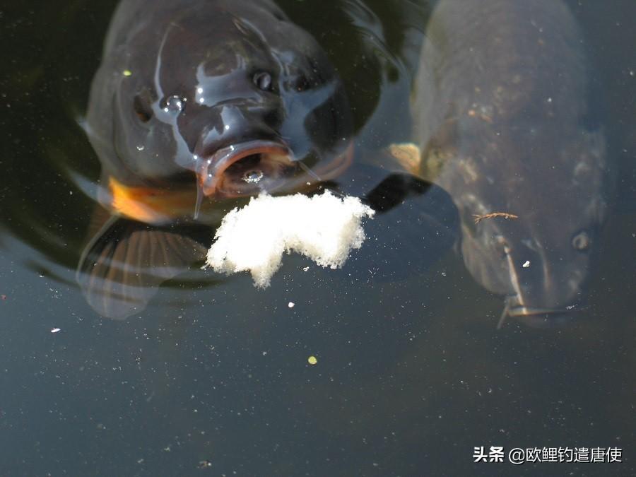 黑蝇蛆养殖技术视频_养殖蝇蛆虫最成功_怎样养殖蝇蛆视频