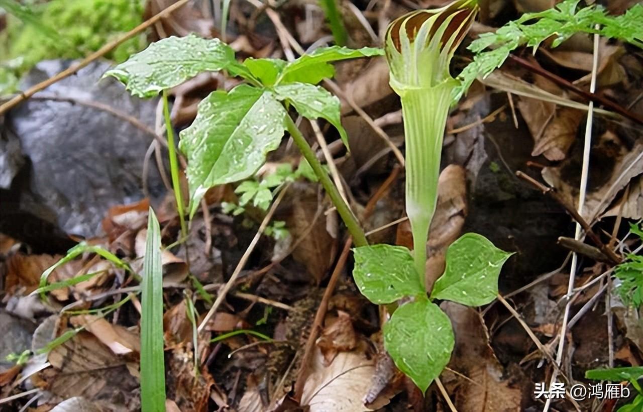 山里的野生植物天南星，有多少人知道它