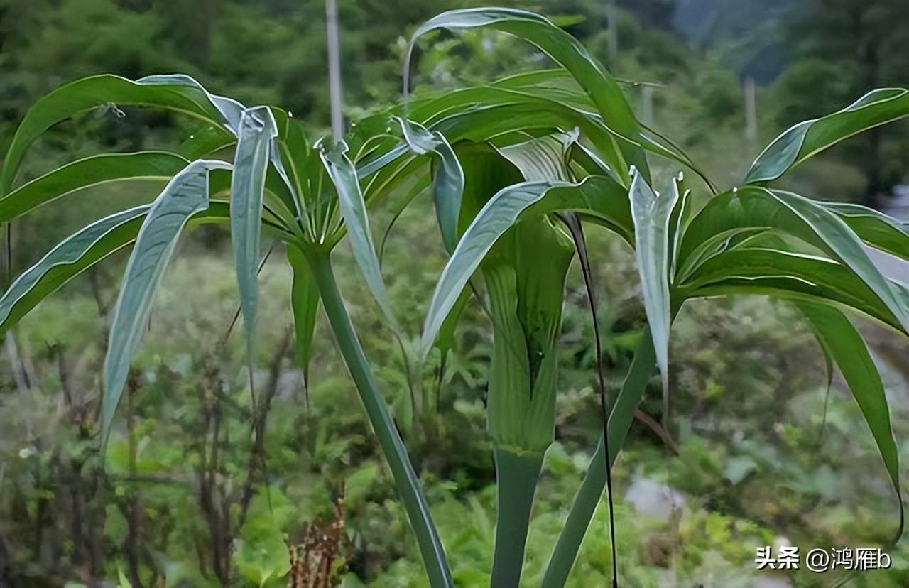 黑蝇蛆养殖技术视频_怎样养殖蝇蛆视频_蝇蛆养殖技术视频播放