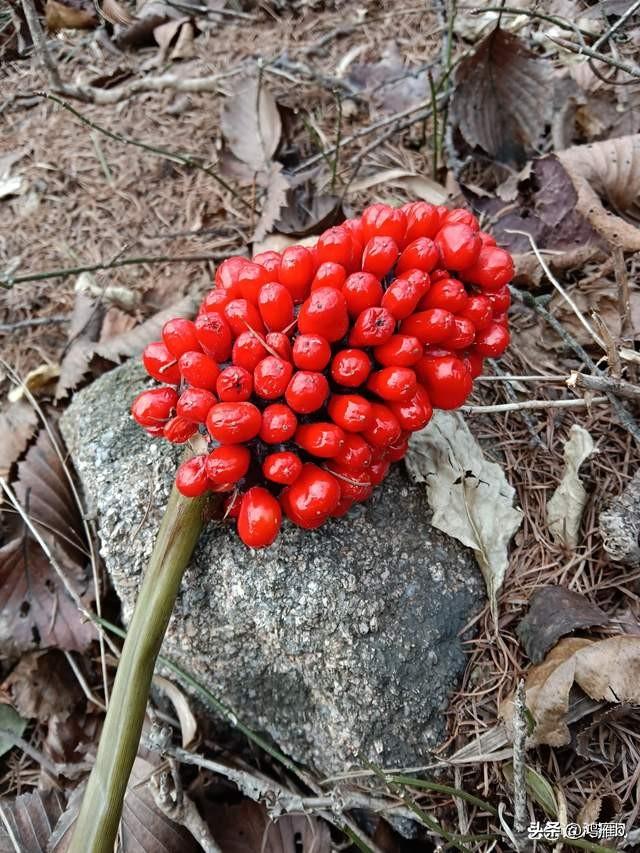 蝇蛆养殖技术视频播放_黑蝇蛆养殖技术视频_怎样养殖蝇蛆视频