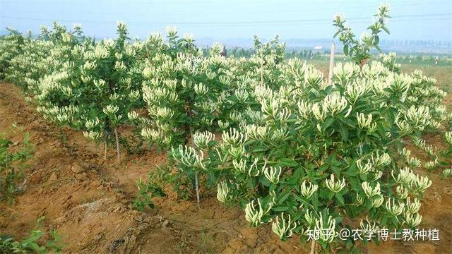 农民种什么能赚钱？推荐这朵小白花，一次种植多年收获