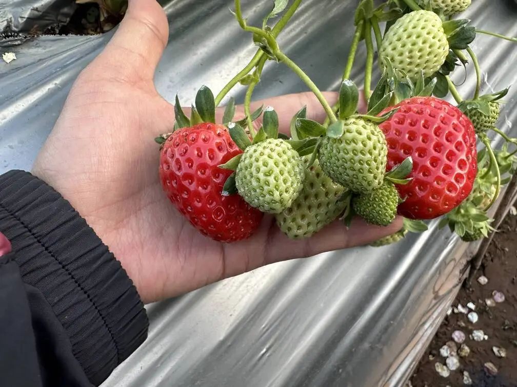 致富例子种植草莓视频_草莓种植致富例子_致富经草莓种植技术