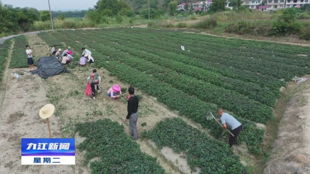 【喜迎二十大】致富感党恩！武宁这位草莓种植户再扩大规模