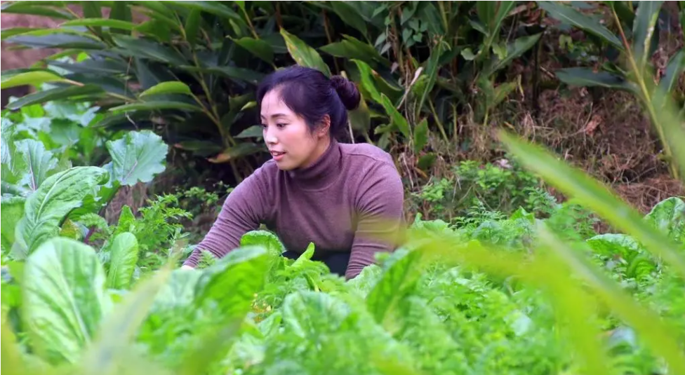 致富经养牛潘远香电话_潘远香致富经_致富经潘淑红养牛视频全集