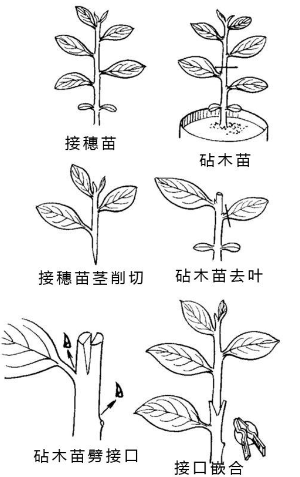 种植茄子视频教程_茄子种植技术与管理视频_茄子种植技术视频