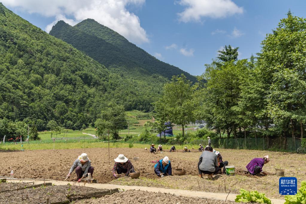 重庆农村种植致富_重庆种植业致富项目_重庆农民种什么