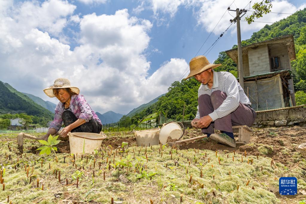 重庆种植业致富项目_重庆农民种什么_重庆农村种植致富