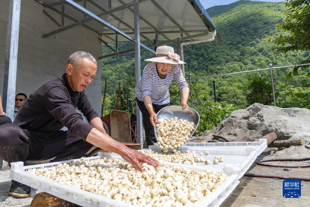 重庆农民种什么_重庆农村种植致富_重庆种植业致富项目