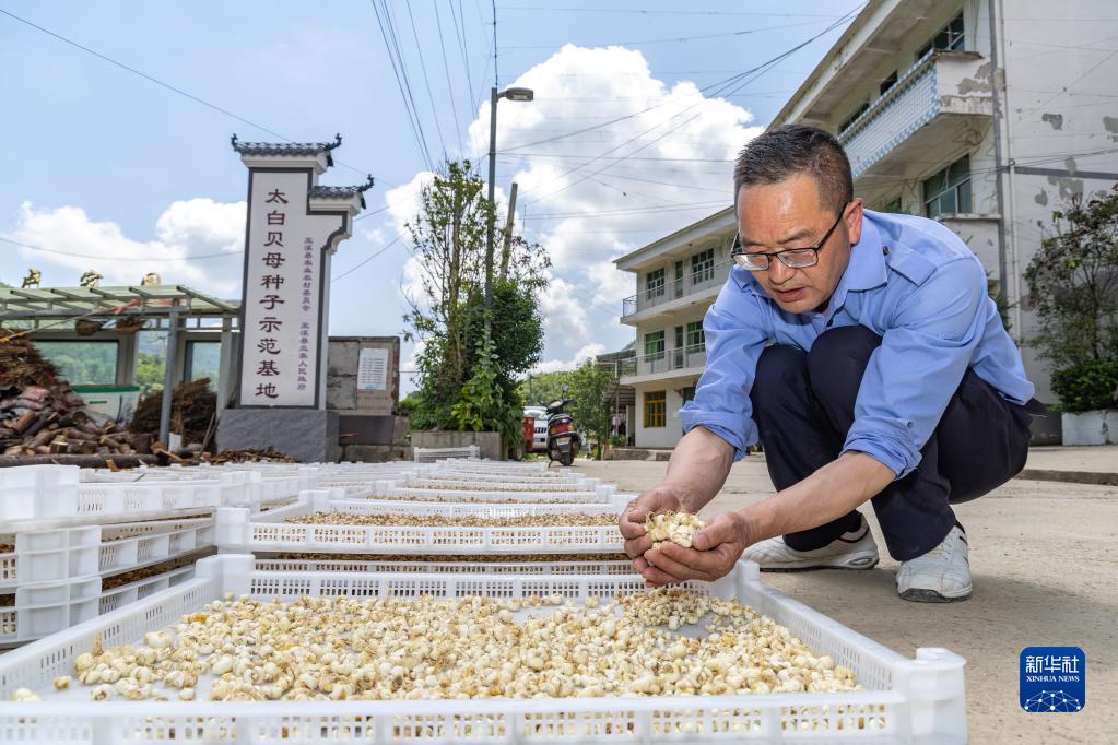 重庆农村种植致富_重庆农民种什么_重庆种植业致富项目