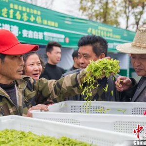 白茶养殖致富项目_白茶种植利润成本_致富养殖白茶项目介绍