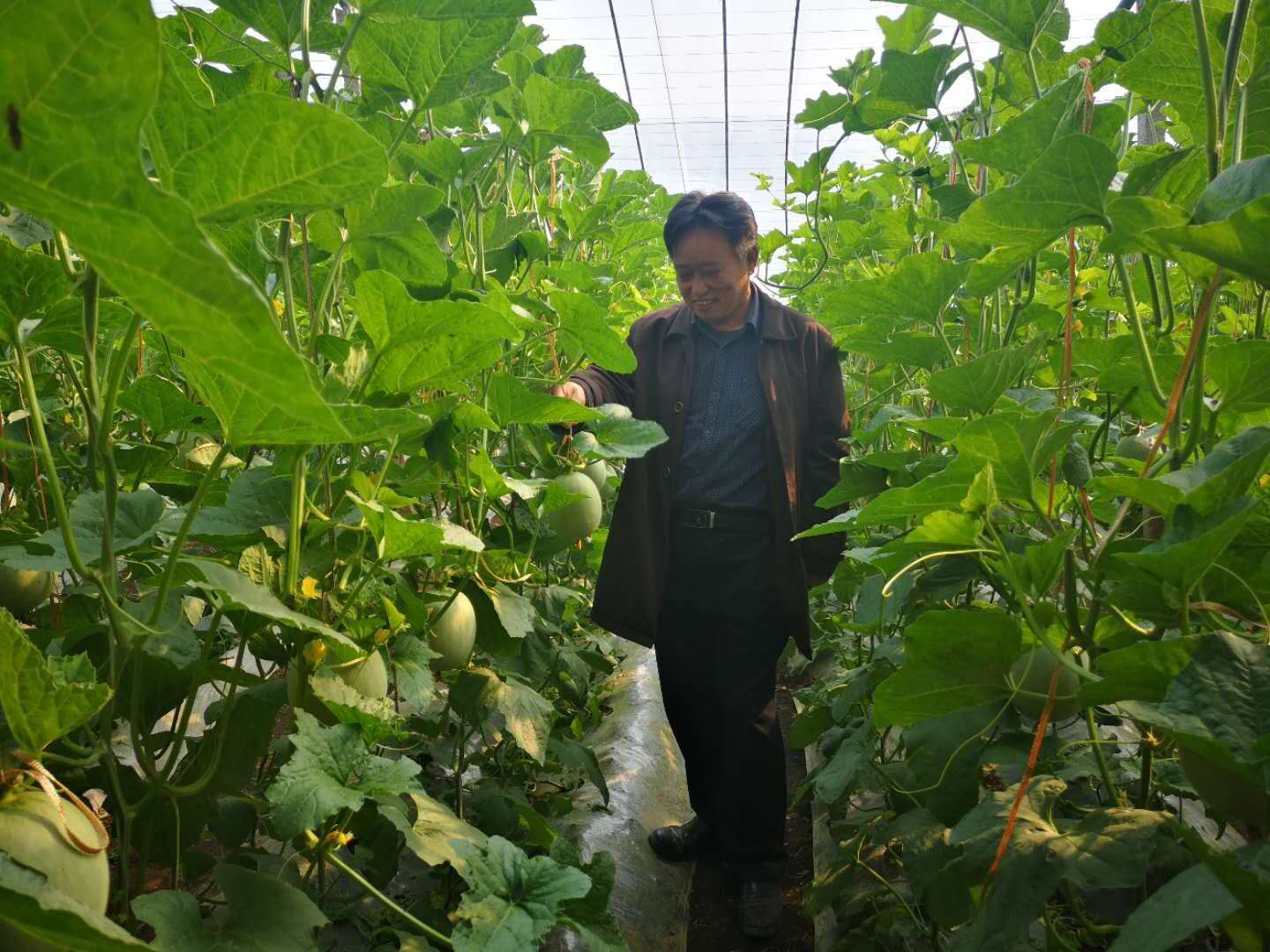 瓜娄种植利润_瓜类种植技术_农村种植致富瓜