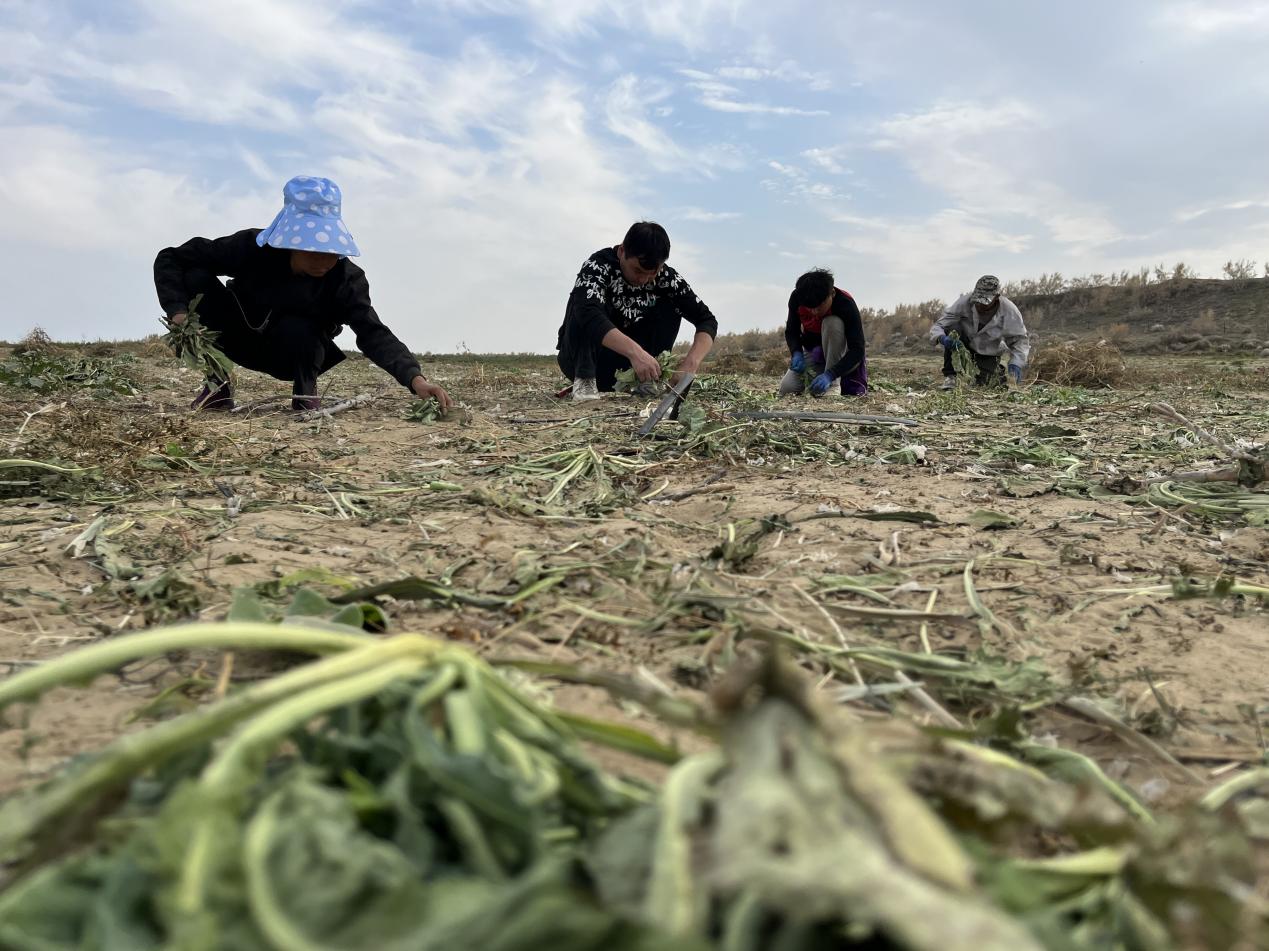 中药材种植致富_致富药材种植_种植中药快速致富