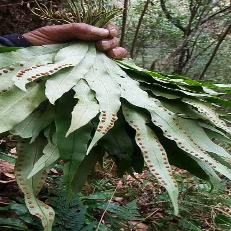 农村种植致富案例_农村种植致富教学_致富种植视频全集