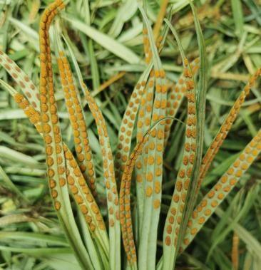 致富种植视频全集_农村种植致富教学_农村种植致富案例