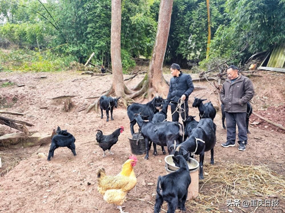 大足区季家镇梯子村党支部书记陈景刚：养好“一群羊”富裕一个村